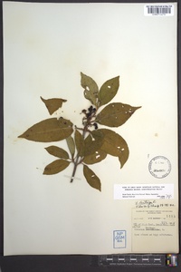 Viburnum lentago image