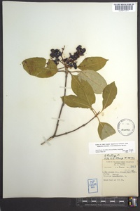 Viburnum lentago image