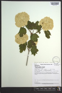 Viburnum opulus image