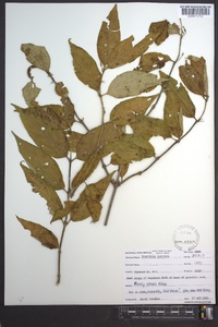 Diervilla lonicera image