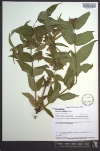 Diervilla sessilifolia image