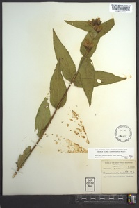 Diervilla sessilifolia image