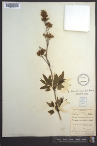 Diervilla sessilifolia image