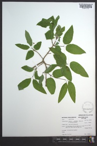 Lonicera canadensis image