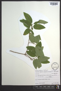 Lonicera canadensis image