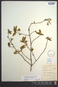 Lonicera canadensis image