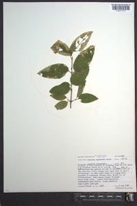 Lonicera canadensis image