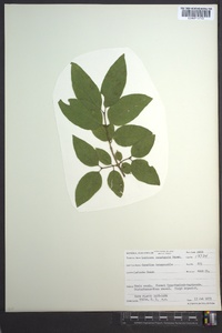 Lonicera canadensis image