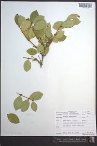 Lonicera fragrantissima image