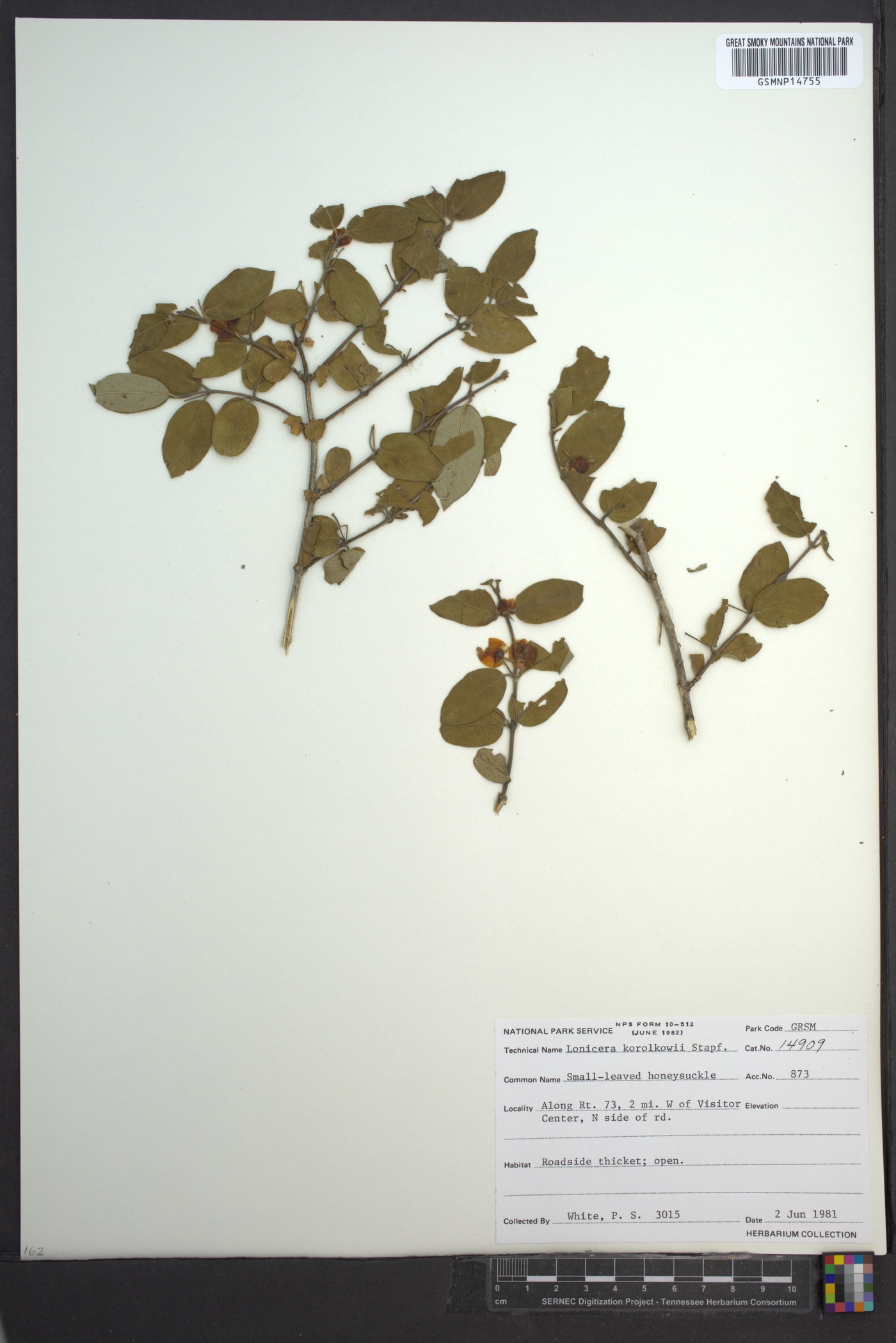 Lonicera korolkowii image