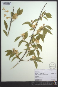 Lonicera maackii image