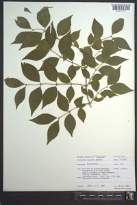 Lonicera maackii image