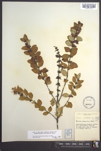 Symphoricarpos orbiculatus image