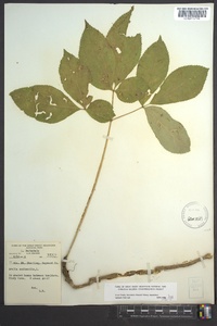 Aralia nudicaulis image