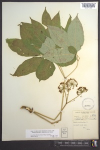 Aralia nudicaulis image