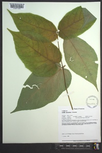 Aralia racemosa image