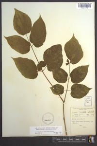 Aralia racemosa image