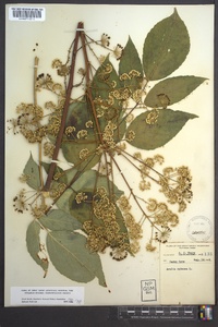 Aralia spinosa image