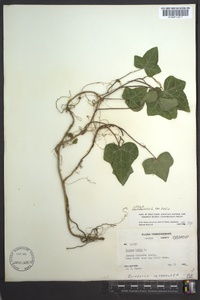 Hedera helix image