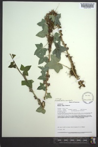 Hedera helix image