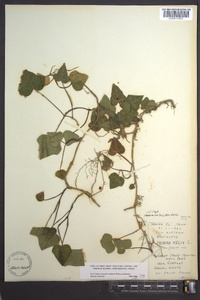 Hedera helix image