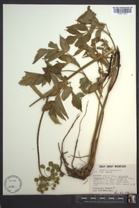 Angelica triquinata image