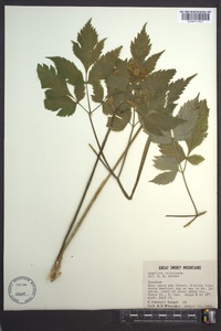 Angelica triquinata image