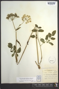 Angelica venenosa image