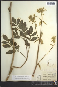 Angelica venenosa image