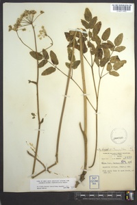 Angelica venenosa image