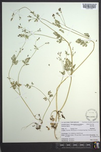 Chaerophyllum procumbens image