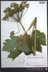 Heracleum maximum image