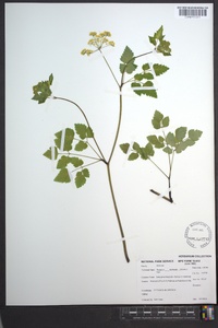 Thaspium barbinode image