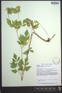 Thaspium barbinode image