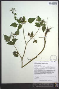 Thaspium barbinode image