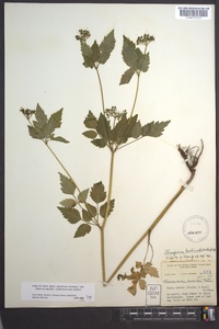 Thaspium barbinode image