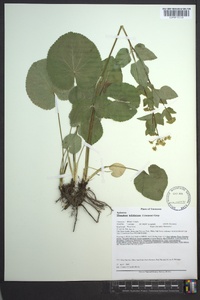 Thaspium trifoliatum image