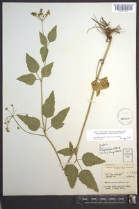 Thaspium trifoliatum image