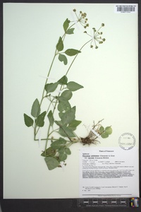 Thaspium trifoliatum image