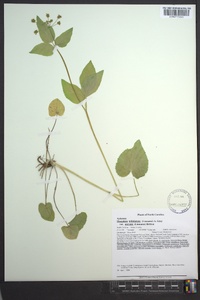 Thaspium trifoliatum image