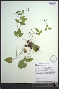 Thaspium trifoliatum image