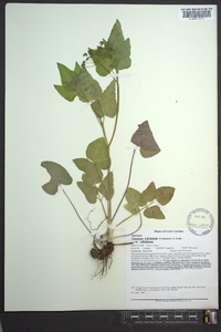 Thaspium trifoliatum image