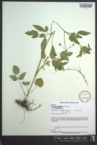 Thaspium trifoliatum image