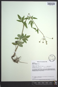 Zizia trifoliata image