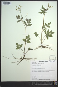 Zizia trifoliata image