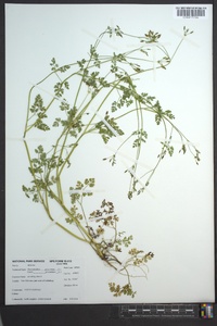 Chaerophyllum procumbens image