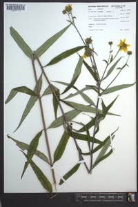 Helianthus strumosus image