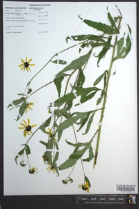 Rudbeckia triloba image