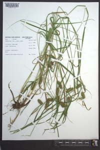 Carex baileyi image