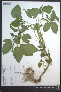 Acalypha ostryifolia image